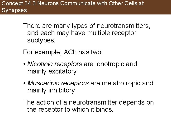 Concept 34. 3 Neurons Communicate with Other Cells at Synapses There are many types