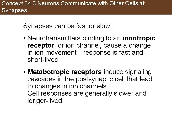 Concept 34. 3 Neurons Communicate with Other Cells at Synapses can be fast or