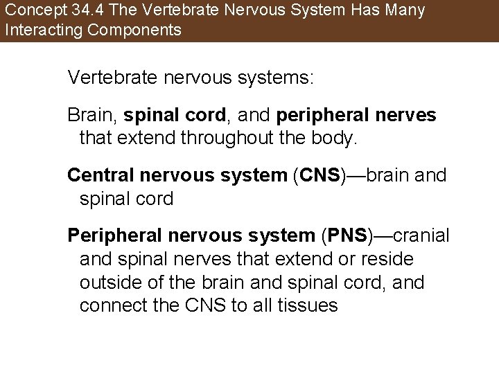 Concept 34. 4 The Vertebrate Nervous System Has Many Interacting Components Vertebrate nervous systems: