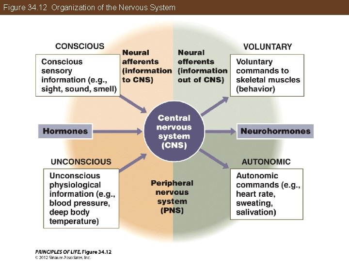 Figure 34. 12 Organization of the Nervous System 