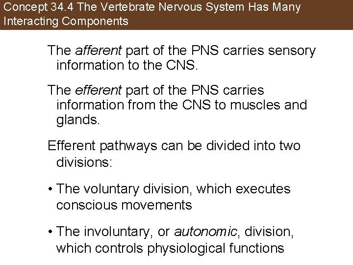 Concept 34. 4 The Vertebrate Nervous System Has Many Interacting Components The afferent part