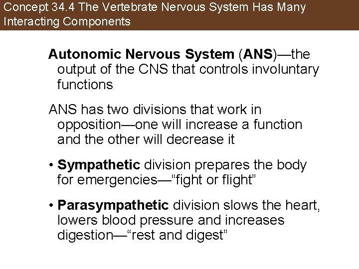 Concept 34. 4 The Vertebrate Nervous System Has Many Interacting Components Autonomic Nervous System