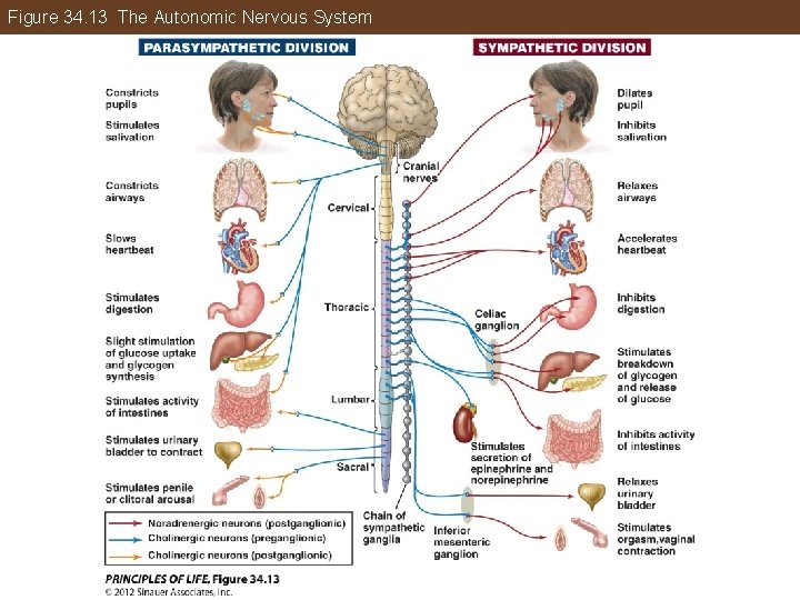 Figure 34. 13 The Autonomic Nervous System 