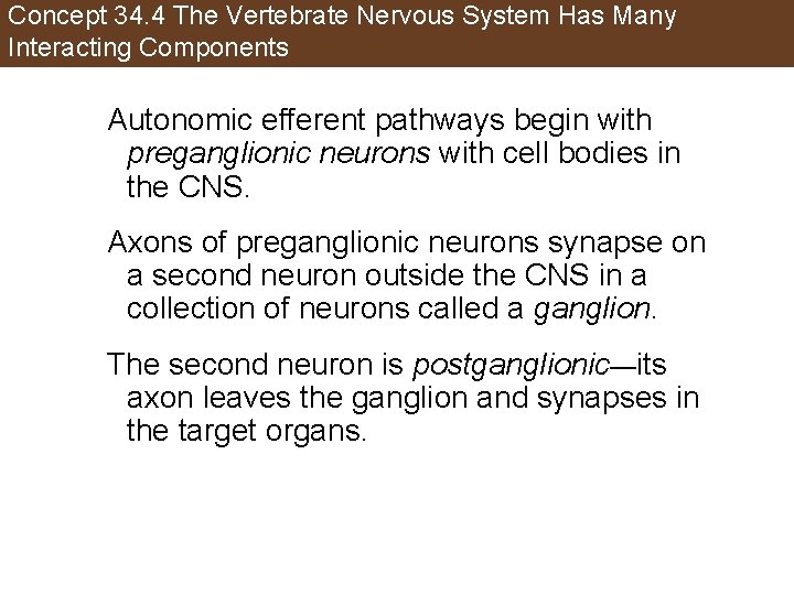 Concept 34. 4 The Vertebrate Nervous System Has Many Interacting Components Autonomic efferent pathways