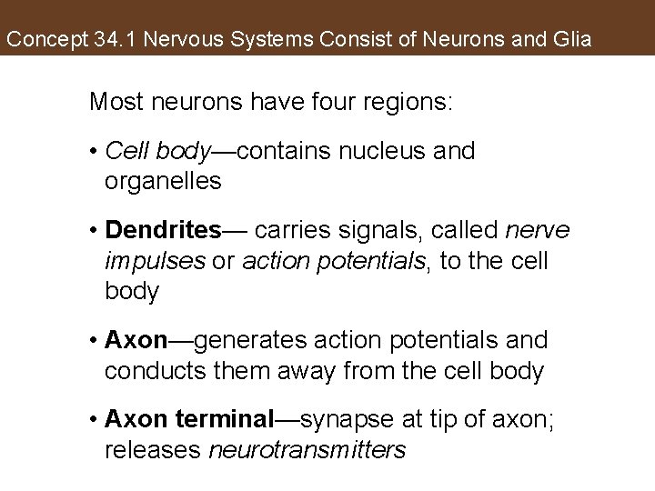 Concept 34. 1 Nervous Systems Consist of Neurons and Glia Most neurons have four