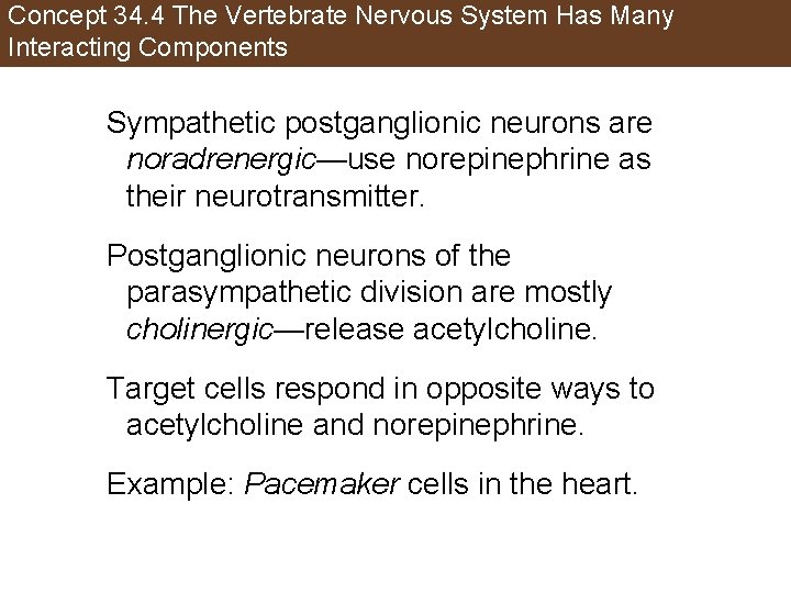 Concept 34. 4 The Vertebrate Nervous System Has Many Interacting Components Sympathetic postganglionic neurons