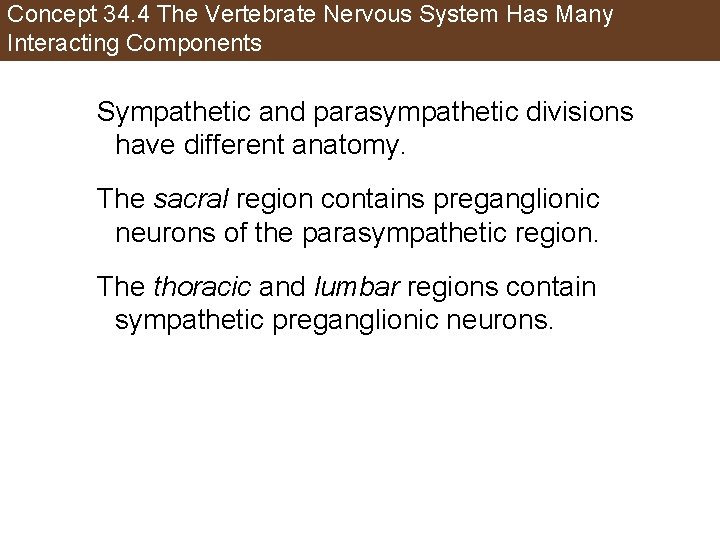 Concept 34. 4 The Vertebrate Nervous System Has Many Interacting Components Sympathetic and parasympathetic