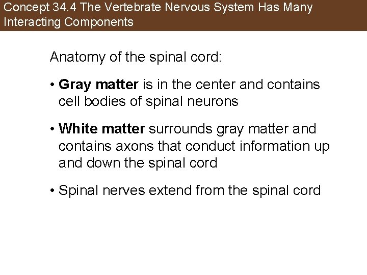 Concept 34. 4 The Vertebrate Nervous System Has Many Interacting Components Anatomy of the