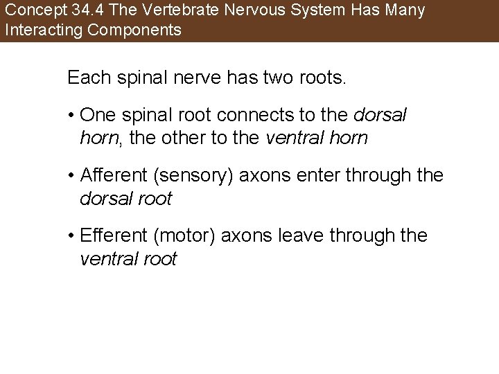 Concept 34. 4 The Vertebrate Nervous System Has Many Interacting Components Each spinal nerve