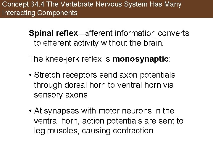 Concept 34. 4 The Vertebrate Nervous System Has Many Interacting Components Spinal reflex—afferent information