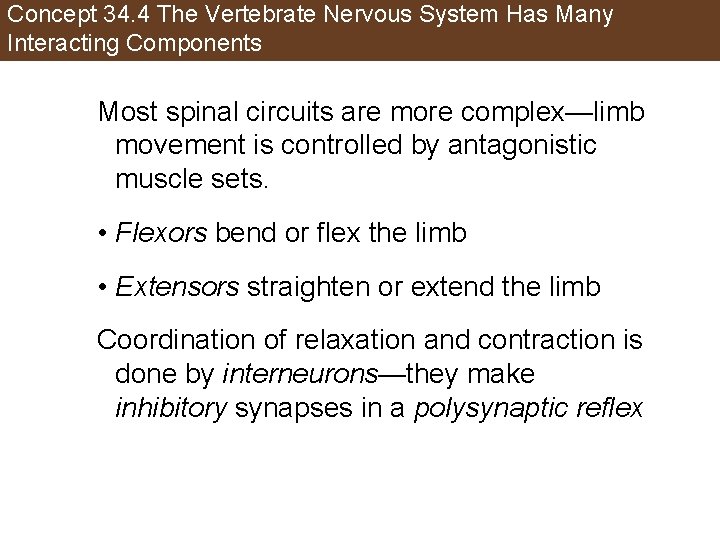 Concept 34. 4 The Vertebrate Nervous System Has Many Interacting Components Most spinal circuits