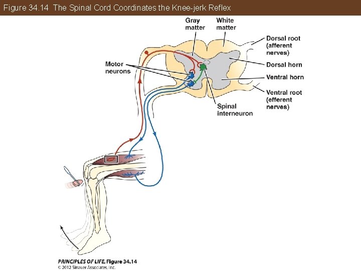 Figure 34. 14 The Spinal Cord Coordinates the Knee-jerk Reflex 