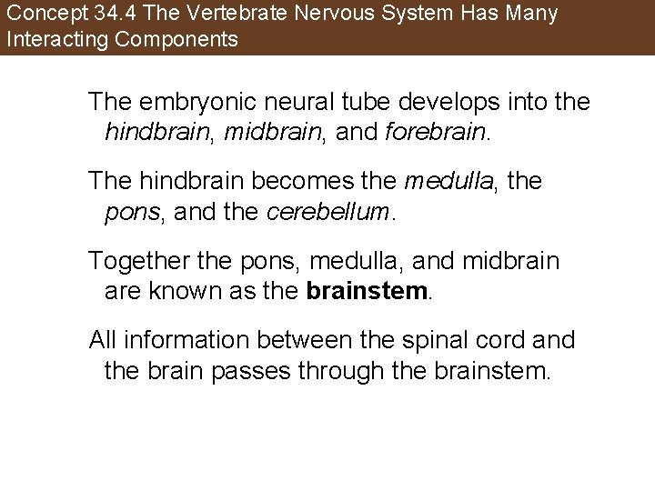 Concept 34. 4 The Vertebrate Nervous System Has Many Interacting Components The embryonic neural