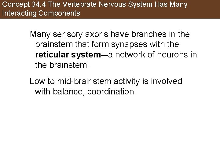 Concept 34. 4 The Vertebrate Nervous System Has Many Interacting Components Many sensory axons