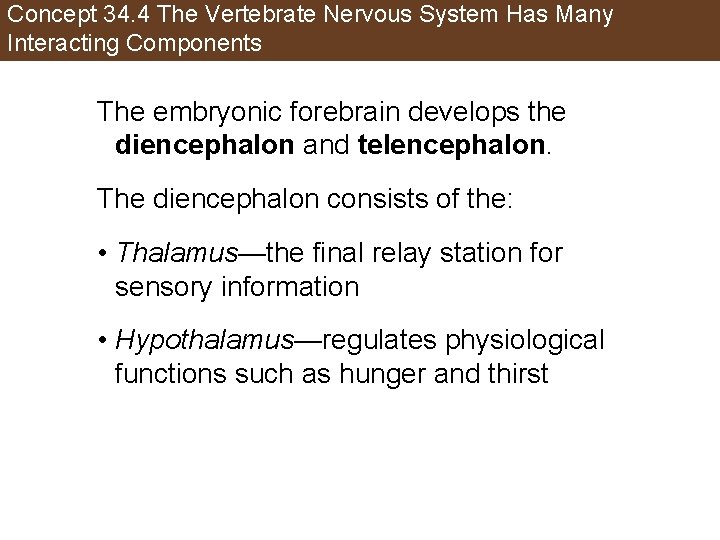Concept 34. 4 The Vertebrate Nervous System Has Many Interacting Components The embryonic forebrain
