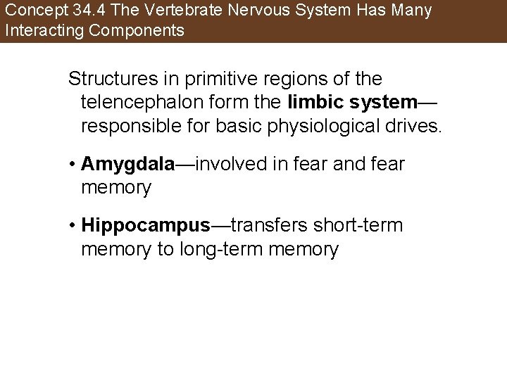 Concept 34. 4 The Vertebrate Nervous System Has Many Interacting Components Structures in primitive