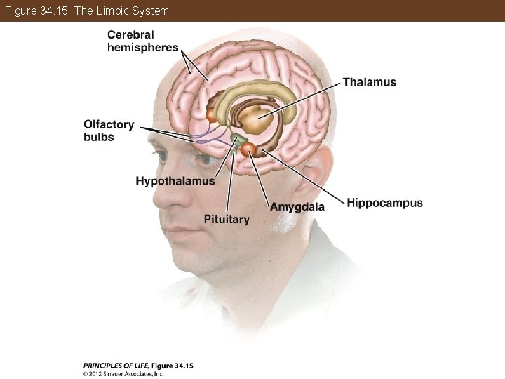 Figure 34. 15 The Limbic System 