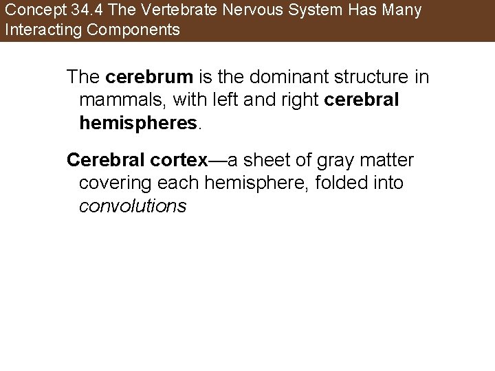 Concept 34. 4 The Vertebrate Nervous System Has Many Interacting Components The cerebrum is