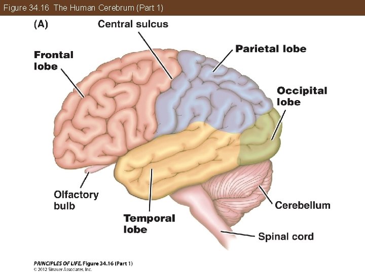 Figure 34. 16 The Human Cerebrum (Part 1) 