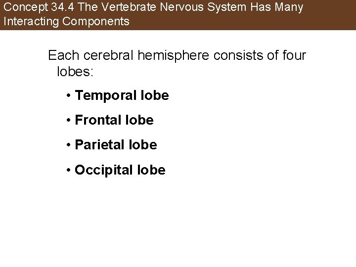 Concept 34. 4 The Vertebrate Nervous System Has Many Interacting Components Each cerebral hemisphere