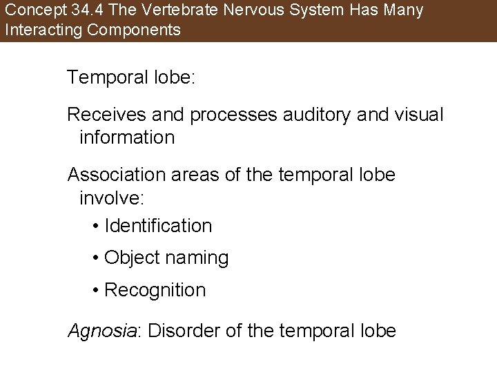 Concept 34. 4 The Vertebrate Nervous System Has Many Interacting Components Temporal lobe: Receives