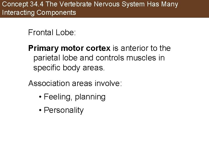 Concept 34. 4 The Vertebrate Nervous System Has Many Interacting Components Frontal Lobe: Primary