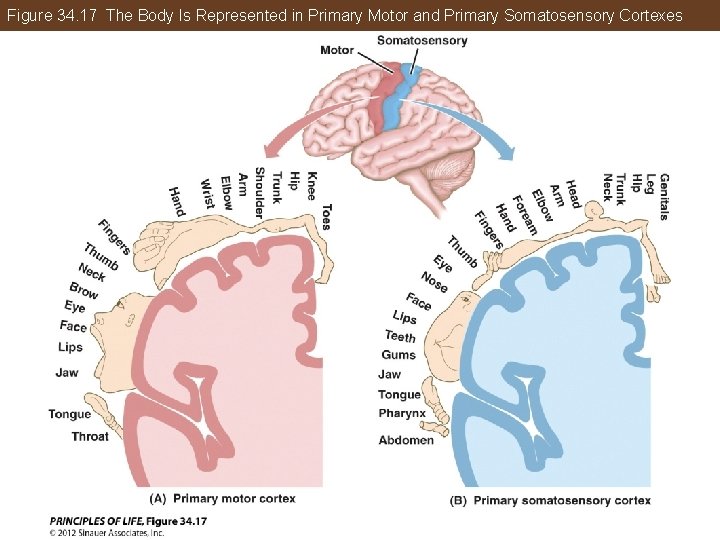 Figure 34. 17 The Body Is Represented in Primary Motor and Primary Somatosensory Cortexes