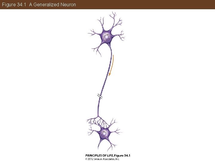 Figure 34. 1 A Generalized Neuron 