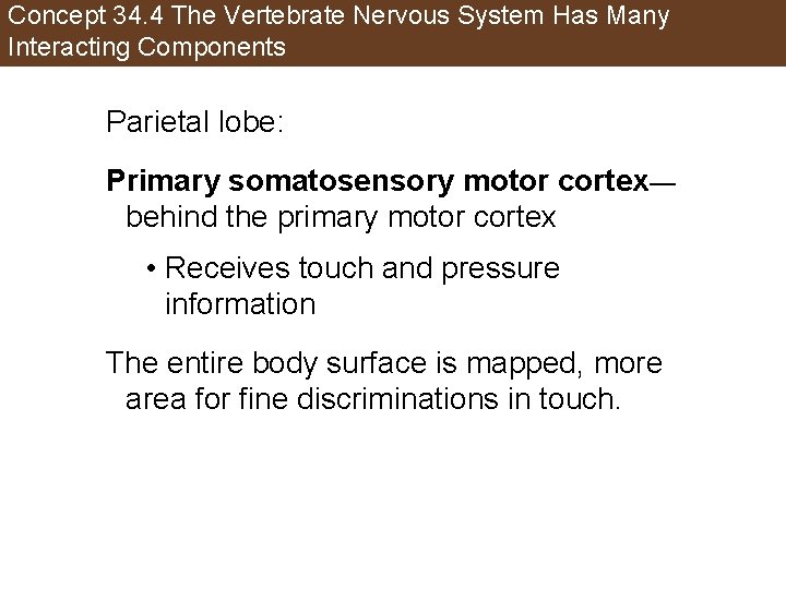 Concept 34. 4 The Vertebrate Nervous System Has Many Interacting Components Parietal lobe: Primary