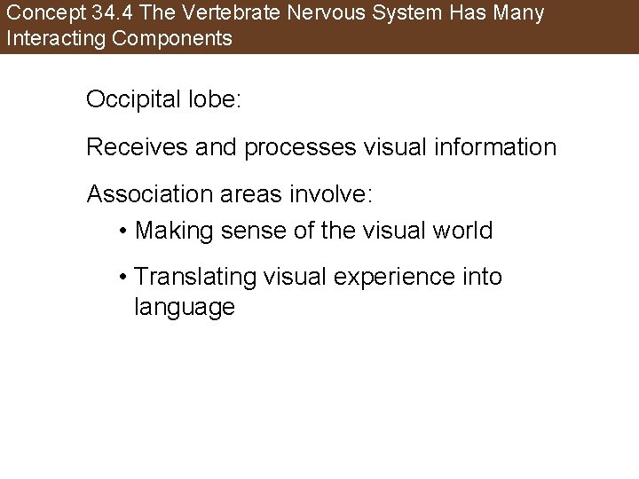 Concept 34. 4 The Vertebrate Nervous System Has Many Interacting Components Occipital lobe: Receives