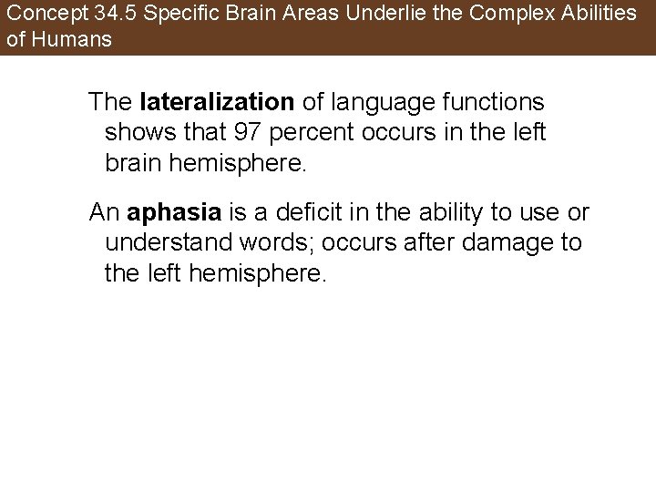 Concept 34. 5 Specific Brain Areas Underlie the Complex Abilities of Humans The lateralization