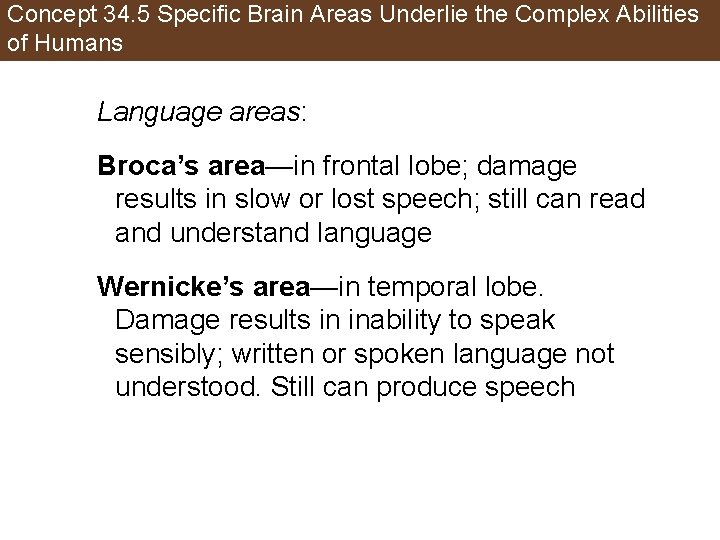 Concept 34. 5 Specific Brain Areas Underlie the Complex Abilities of Humans Language areas: