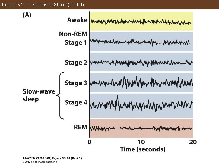 Figure 34. 19 Stages of Sleep (Part 1) 