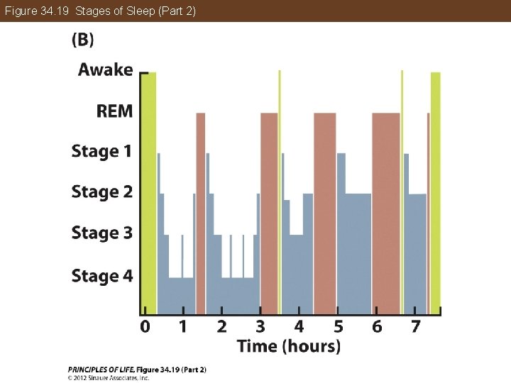 Figure 34. 19 Stages of Sleep (Part 2) 