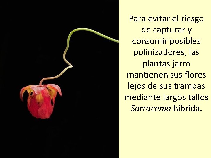 Para evitar el riesgo de capturar y consumir posibles polinizadores, las plantas jarro mantienen