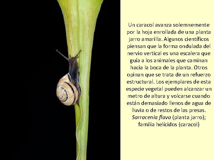 Un caracol avanza solemnemente por la hoja enrollada de una planta jarro amarilla. Algunos