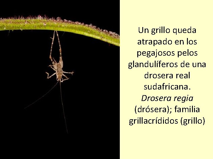 Un grillo queda atrapado en los pegajosos pelos glandulíferos de una drosera real sudafricana.