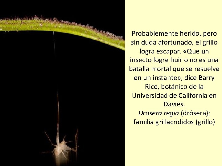 Probablemente herido, pero sin duda afortunado, el grillo logra escapar. «Que un insecto logre