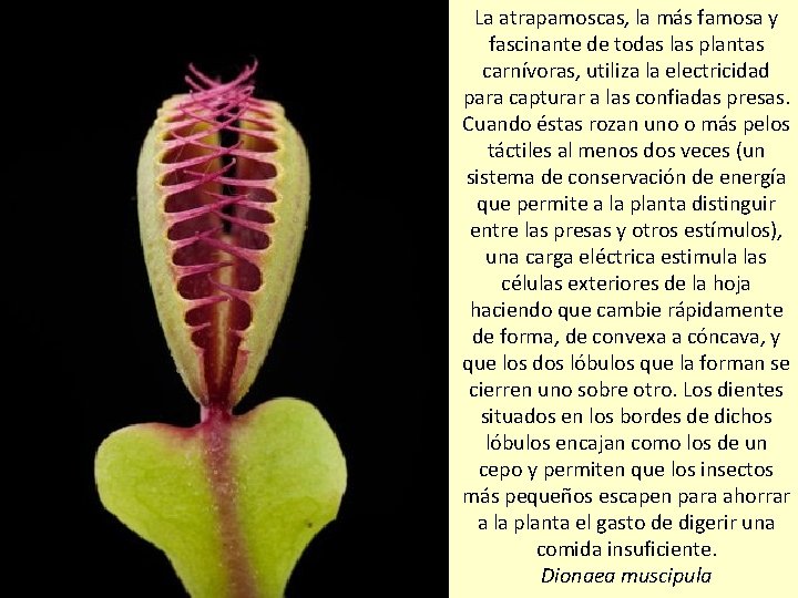 La atrapamoscas, la más famosa y fascinante de todas las plantas carnívoras, utiliza la
