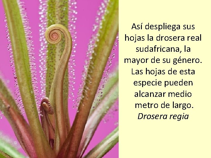 Así despliega sus hojas la drosera real sudafricana, la mayor de su género. Las