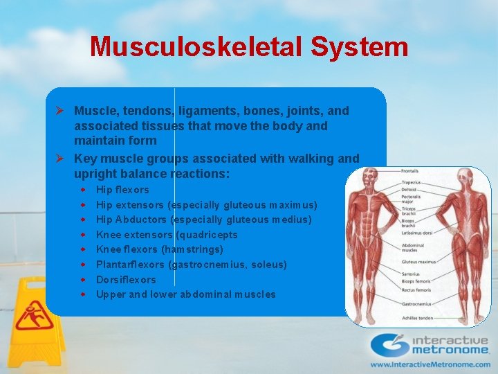 Musculoskeletal System Ø Muscle, tendons, ligaments, bones, joints, and associated tissues that move the Musculoskeletal System Ø Muscle, tendons, ligaments, bones, joints, and associated tissues that move the