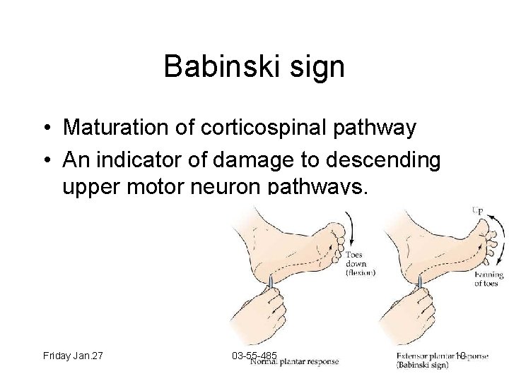 Babinski sign • Maturation of corticospinal pathway • An indicator of damage to descending