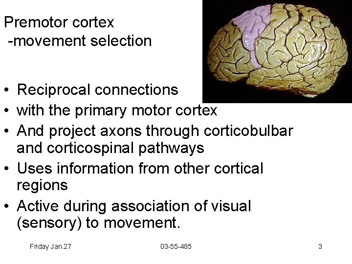 Premotor cortex -movement selection • Reciprocal connections • with the primary motor cortex •