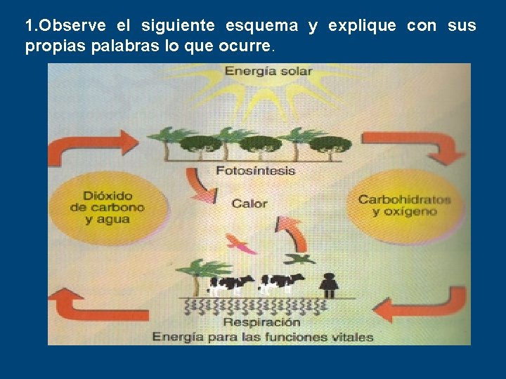 1. Observe el siguiente esquema y explique con sus propias palabras lo que ocurre.