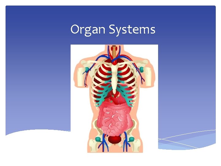 Organ Systems 