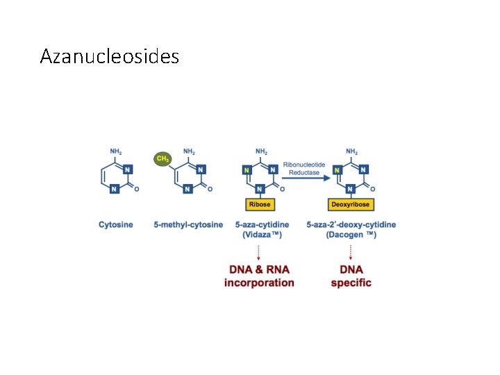 Azanucleosides Azanucleosides