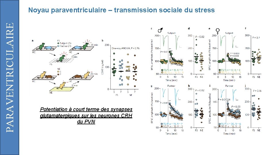 PARAVENTRICULAIRE Noyau paraventriculaire – transmission sociale du stress Potentiation à court terme des synapses