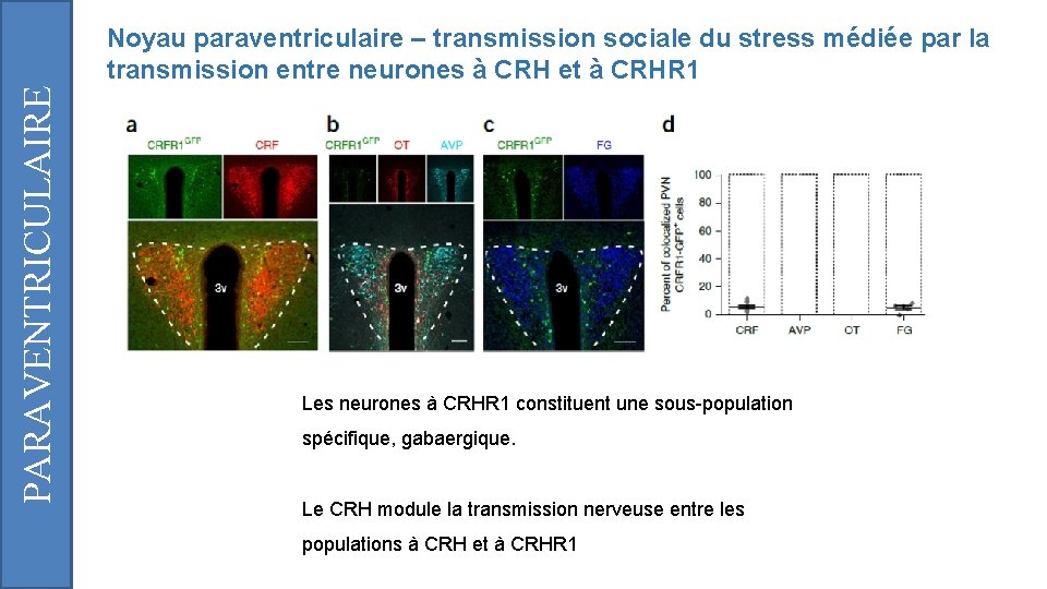 PARAVENTRICULAIRE Noyau paraventriculaire – transmission sociale du stress médiée par la transmission entre neurones