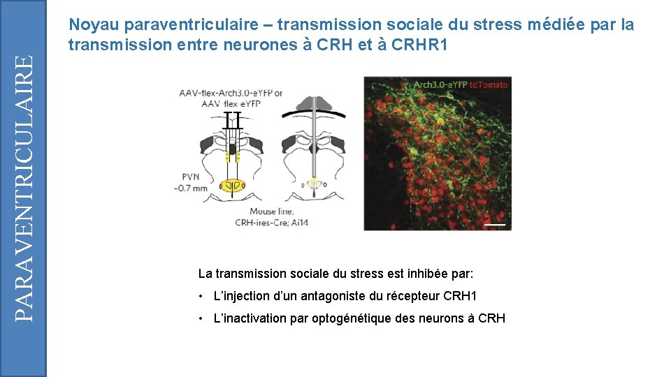 PARAVENTRICULAIRE Noyau paraventriculaire – transmission sociale du stress médiée par la transmission entre neurones