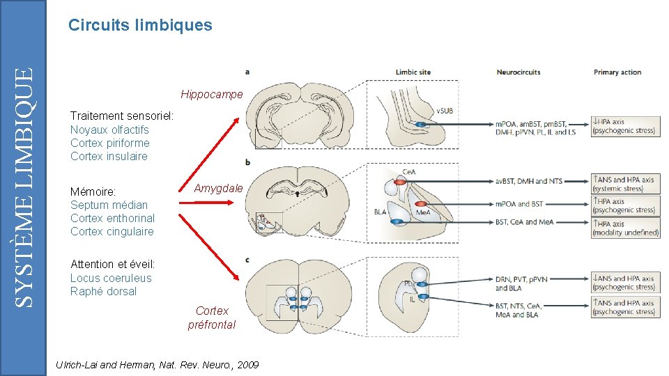 SYSTÈME LIMBIQUE Circuits limbiques Hippocampe Traitement sensoriel: Noyaux olfactifs Cortex piriforme Cortex insulaire Mémoire: